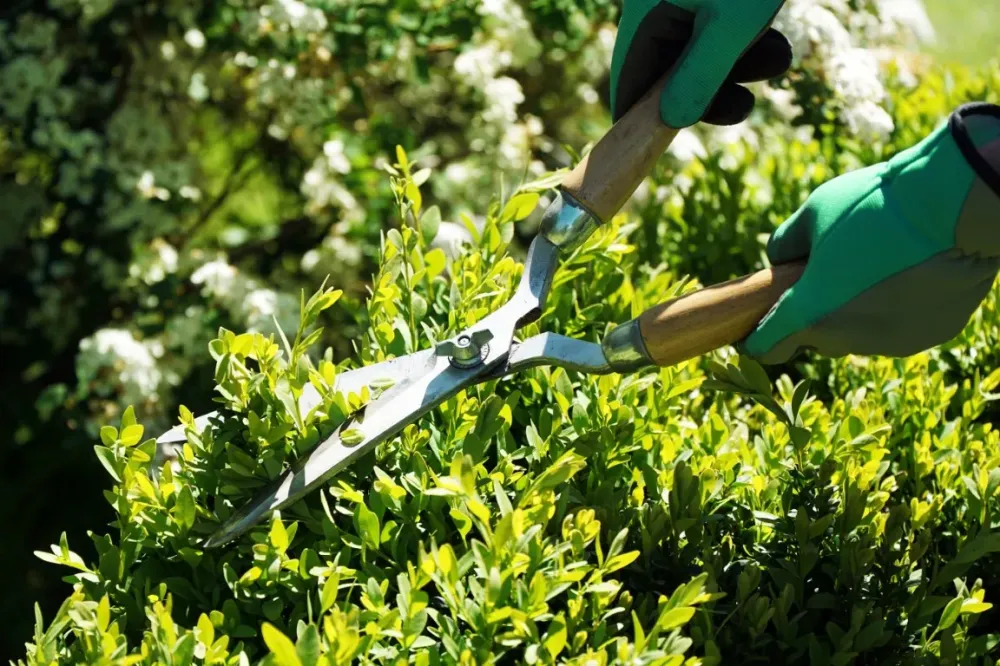 Jardinier